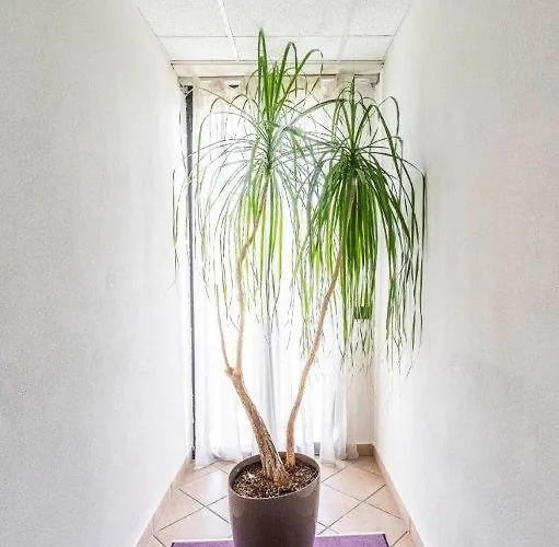 Le Palme Maggiore Bike Friendly (adults Only) Hotel 3*